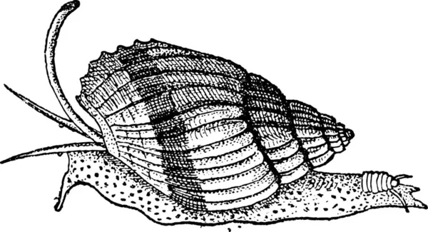 Lukt Organ Den Lägre Par Tentakler Snigel Vintage Ingraverad Illustration — Stock vektor