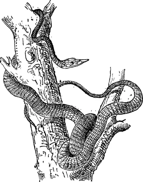 Serpente Largenoso Terra Conopsis Nasus Illustrazione Incisa Epoca Dizionario Delle — Vettoriale Stock