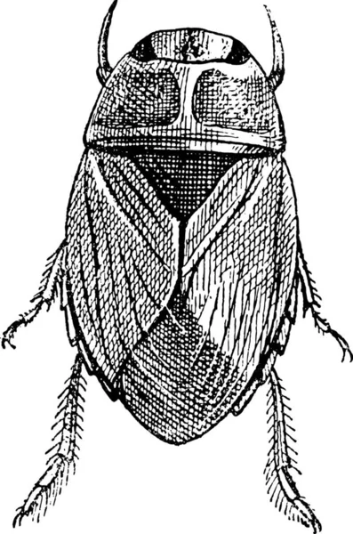 Creeping Water Bug Naucoridae Винтажные Гравированные Иллюстрации Словарь Слов Вещей — стоковый вектор