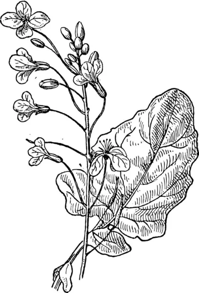 Colza Brassica Napus Mostrando Flores Vintage Gravada Ilustração Dicionário Palavras — Vetor de Stock