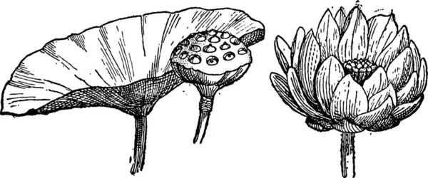 Lótus Amarelo Nelumbo Lutea Mostrando Folha Vagem Sementes Esquerda Flor — Vetor de Stock