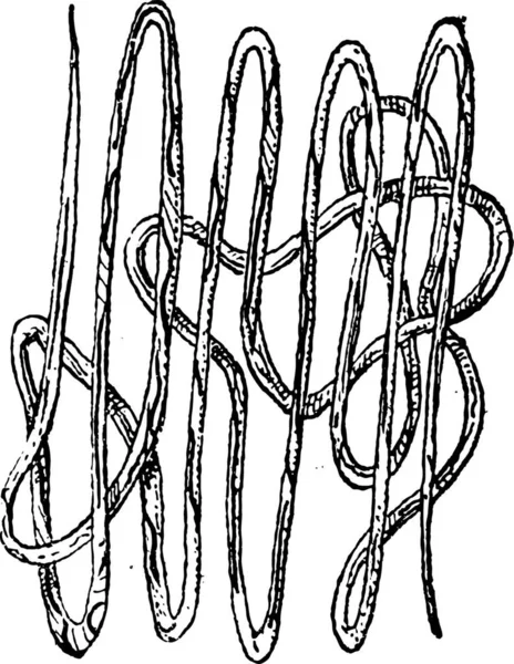 Roundworm Nematode Nematoda Vintage Χαραγμένο Εικονογράφηση Λεξικό Του Λέξεις Και — Διανυσματικό Αρχείο