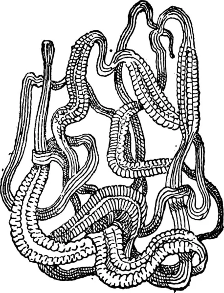Ribbon Worm Atau Nemertea Ilustrasi Kuno Dictionary Words Things Larive - Stok Vektor