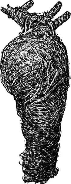 ウィーバーまたは小枝 葉から成っている Ploceus シロジュウジカメムシの巣 木の枝 ヴィンテージの刻まれた図を添付しました 辞書の単語と物事を Larive 1895 — ストックベクタ