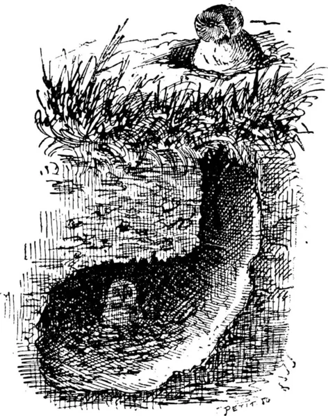 Nid Chevêche Des Terriers Athene Cunicularia Montrant Terrier Prairie Illustration — Image vectorielle