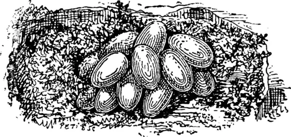 Гніздо Джмеля Або Bombus Побудоване Під Землею Показує Яйця Різьблені — стоковий вектор