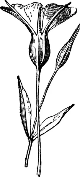 Bolderik Agrostemma Githago Bloem Vintage Tonen Afbeelding Gegraveerd Woordenboek Van — Stockvector