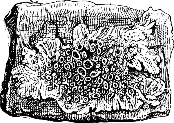 Пармелиелла Стене Старинная Гравированная Иллюстрация Словарь Слов Вещей Larive Fleury — стоковый вектор