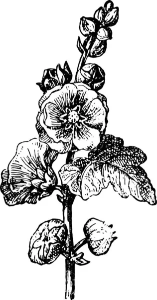 Passerose Hollyhock Pass Rose Rose Papale Illustration Gravée Vintage Dictionnaire — Image vectorielle