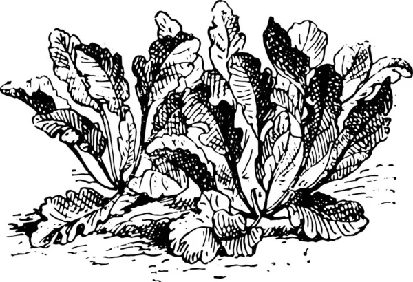 Illustration Une Plante Avec Fleurs Plantes — Image vectorielle