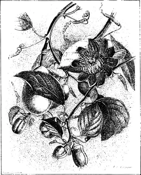 Квітка Пристрасті Крил Або Passiflora Alata Вінтажна Гравюра Словник Слів — стоковий вектор