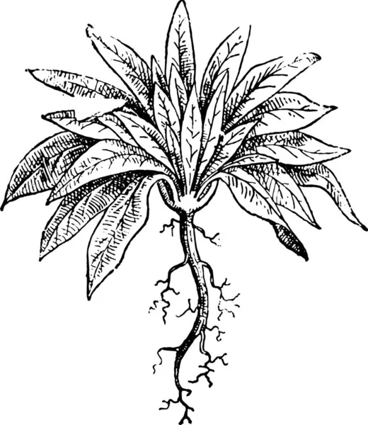 Ilustração Vetorial Uma Planta Com Uma Árvore —  Vetores de Stock