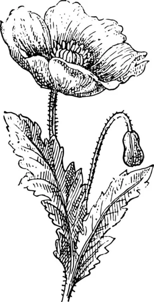 Illustrazione Una Pianta Con Fiore — Vettoriale Stock