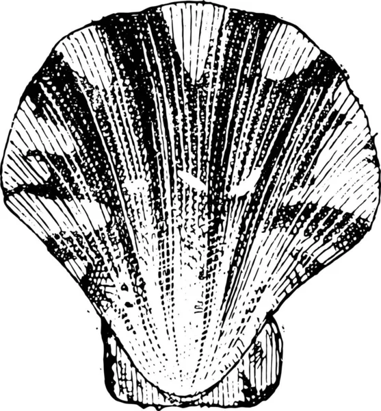 貝殻のベクトル イラスト — ストックベクタ