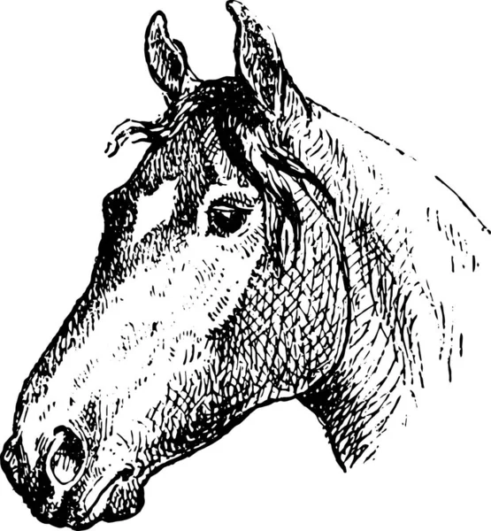 Svart Och Vit Bild Häst — Stock vektor