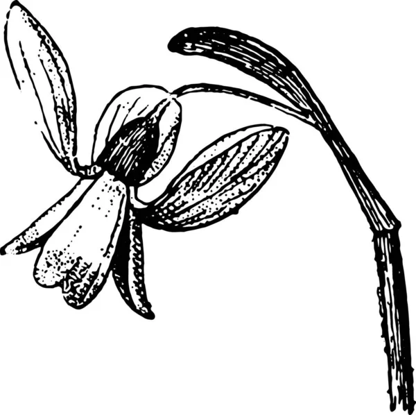 Векторная Иллюстрация Цветка — стоковый вектор