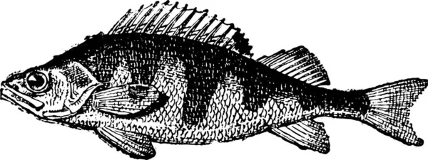 Illustration Fisk — Stock vektor