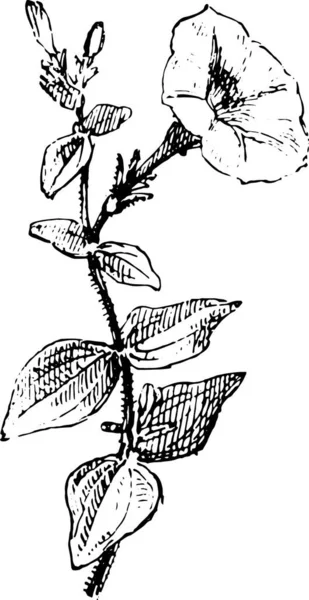 木の枝を持つ植物のベクトル図 — ストックベクタ