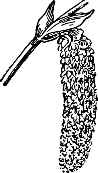 Populus Або Poplar Або Aspen Або Cottonwood Гравірована Ілюстрація Словник — стоковий вектор