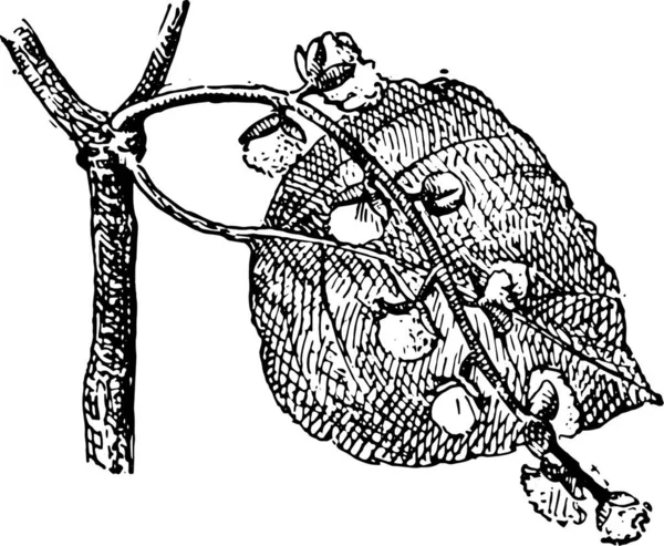 Populus Lub Poplar Lub Aspen Lub Cottonwood Ilustracja Grawerowana Stylu — Wektor stockowy