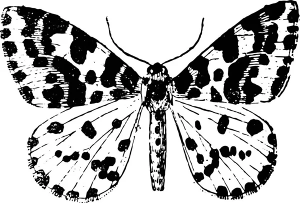 Метелик Білому Тлі — стоковий вектор
