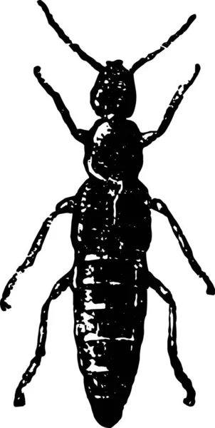 Illustration Noir Blanc Scarabée — Image vectorielle
