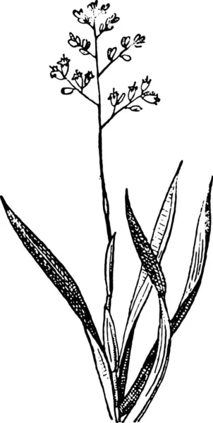 Ilustrace Rostliny Černobílým Pozadím — Stockový vektor