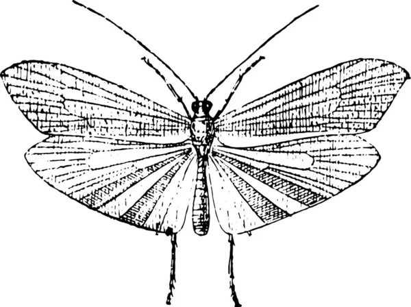 Zwart Wit Tekening Van Een Vlinder — Stockvector