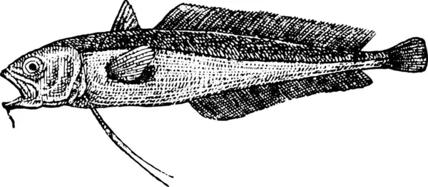 Ilustración Una Pesca — Archivo Imágenes Vectoriales