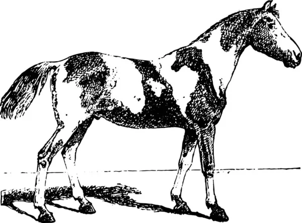 Ilustracja Konia — Wektor stockowy