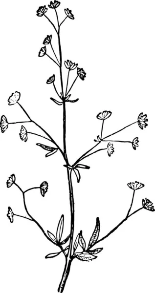 Ilustración Vectorial Ramas Plantas — Archivo Imágenes Vectoriales