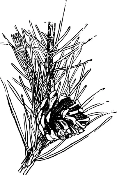 Szkotów Sosna Lub Pinus Sylvestris Vintage Grawerowane Ilustracji Słownik Słów — Wektor stockowy