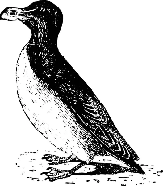 Ilustracja Przedstawia Drapieżnego Ptaka — Wektor stockowy