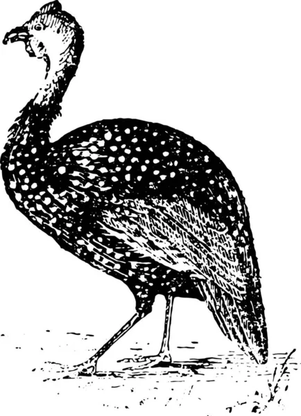 Illustration Gås Form Fågel — Stock vektor