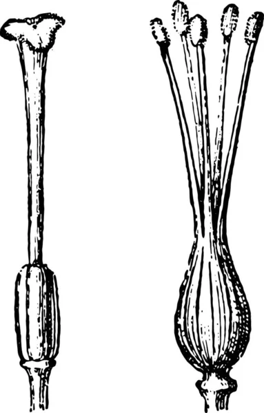 Gynoecium Pistil Eski Gravür Kelime Eşyaların Sözlüğü Larive Fleury 1895 — Stok Vektör