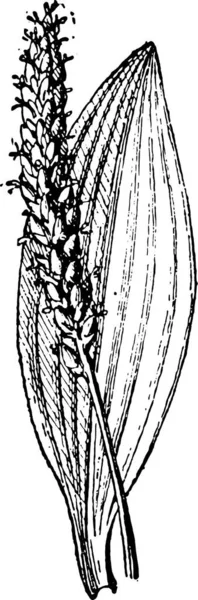 Plantain Plantago Illustrazione Incisa Epoca Dizionario Parole Cose Larive Fleury — Vettoriale Stock