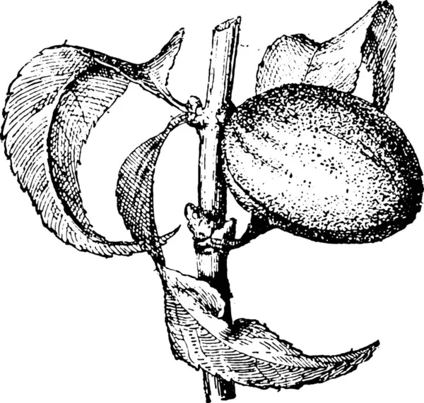 Illustration Une Plante Style Gravé Noir Blanc — Image vectorielle