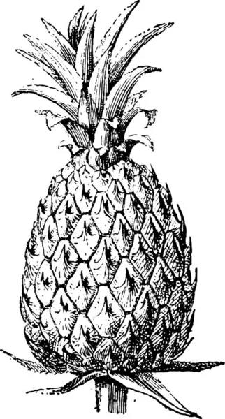 Ananas Skiss Illustration Svart Och Vit Teckning — Stock vektor