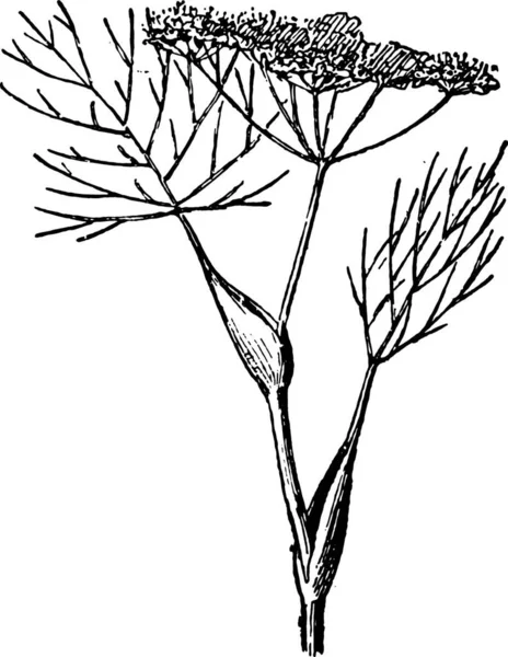 Vectorillustratie Van Een Tak Van Een Plant — Stockvector