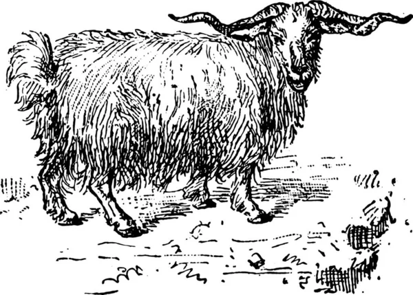 Векторная Иллюстрация Овцы — стоковый вектор