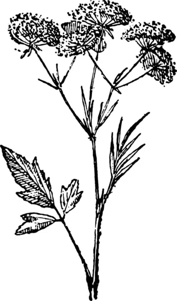 Μαύρο Και Άσπρο Μονόχρωμο Floral Εικονογράφηση — Διανυσματικό Αρχείο
