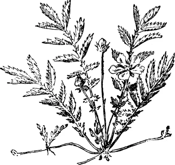 木の枝を持つ植物のベクトル図 — ストックベクタ