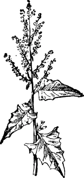 Ilustrace Rostliny Černobílou Kresbou — Stockový vektor