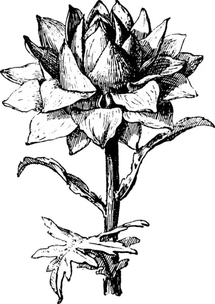 Απεικόνιση Ενός Λουλουδιού Ασπρόμαυρο Φόντο — Διανυσματικό Αρχείο