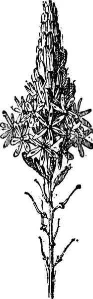 Απεικόνιση Φυτού Ασπρόμαυρο Φόντο — Διανυσματικό Αρχείο