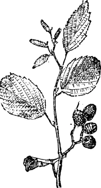Illustration Plant Black White Engraved Drawing — Stock Vector