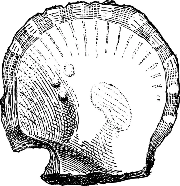 Esta Una Ilustración Reloj — Archivo Imágenes Vectoriales