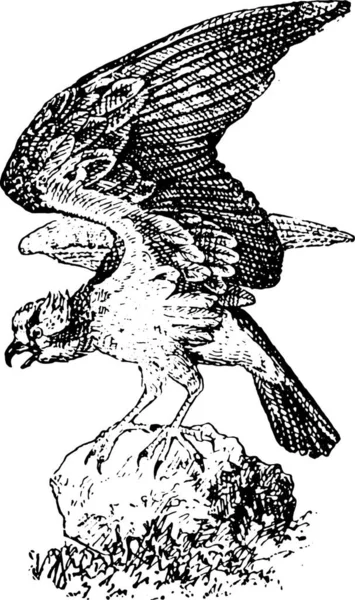 Jest Ilustracja Ptaka Młodej Kobiety — Wektor stockowy