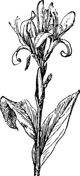 Иллюстрация Цветочного Растения — стоковый вектор