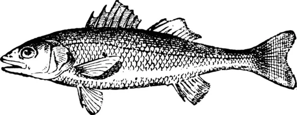 Απεικόνιση Ενός Ψαριού — Διανυσματικό Αρχείο